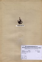 藏品(鋸齒麒麟菜)的圖片